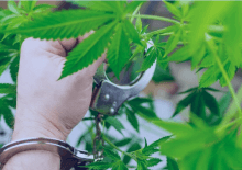 How Many Marijuana Arrests in West Virginia.png