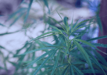 West Virginia Marijuana Tax Revenue 2025.png